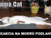 Reakcia na mokrú podlahu s mačkou :D