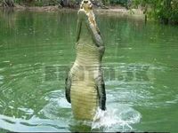 Ako to vyzerá, keď sa chce krokodíl stať delfínom :D