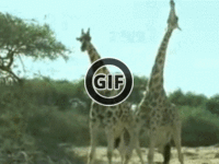 BRATM GIF: Žirafy, choďte domov, ste opité :D