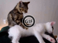 BRATM GIF: Rozkošná mačacia masáž :D