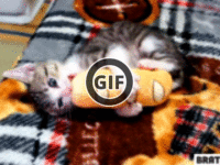 BRATM GIF: Rozkošné mačiatko :)