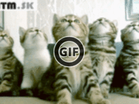BRATM GIF: Roztomilé mačiatka :)