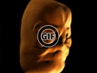 BRATM GIF: Ľudská tvár, vývoj v maternici 1.-3. mesiac :)