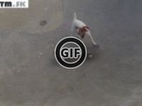 BRATM GIF: Neuveriteľné ! Aj psy dokážu triky na skateboarde :D