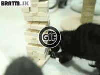 BRATM GIF: Takto sa hrajú inteligentné mačky :D