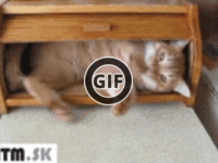 BRATM GIF:  Ideálny domček pre mačky :D