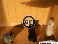 BRATM GIF: Reakcia mačiek :D
