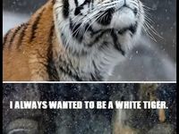 Chcete vedieť,aký je najväčší tigrí sen? :D