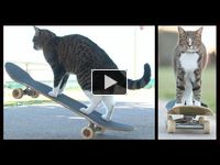 Najlepšia skate mačka sa stala hitom internetu! :D:D