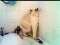Mačky vs. kúpeľ! :D