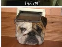 Mačky vs. psy :D