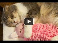 Tak toto je rozkošné! Mačka objíma svoju obľúbenú hračku počas spánku :)