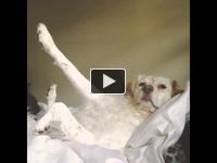 Tak toto je zabité! :D Tento psík vzbudil svojou šikovnosťou záujem celého internetu :D