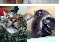 Najlepšie zvieracie selfie, aké nájdeš na nete :D (23 foto)