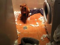 Tieto psy nemajú tušenie, čo sa stalo s vecami ich majiteľov...Skutočne! :D (5 foto)