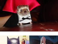 Desivo zábavné kostýmy pre zvieratá :D (21 foto)