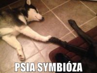 Psia symbióza :) :)
