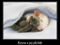 Krysa a jej plyšák :)