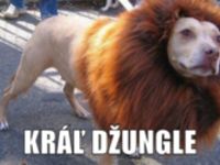 Kráľ džungle :)