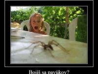 Bojíš sa pavúkov?