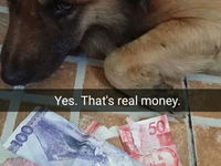 Auuu..tento psík zjedol naozajstné peniaze... :D