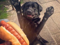 Táto reakcia psíka na hotdog je naozaj bohová! :D