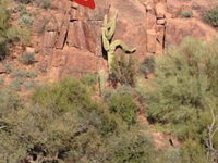 Kaktus na skale sa podoba na človeka, neveríte? Pozrite sa!