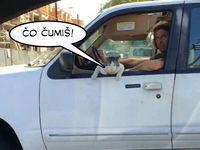 Skutoční gangstri nosia v aute mačky! :D