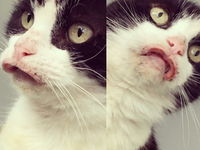 Alergicka mačka sa stala hitom internetu :D