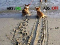 Keď psi používajú ABS :D