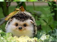 Krása z prírody... toto je asi ten najrozkošnejší ježko :D