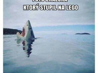 Fotka žraloka, ktorý stupil na lego :D