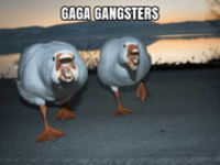 Gangstri existujú aj v ríši zvierat :D Príroda nepozná zľutovanie :)!