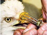 Záchrana orla, ktorý mal zlomený zobák. Detailné foto tu: